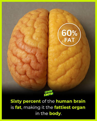 Brain is 60 percent fat